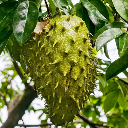 Soursop Tree, 3 Ft Tall Grafted Soursop Tree Live Plant in 3 Gallon Pot, Tropical Guanabana Trees