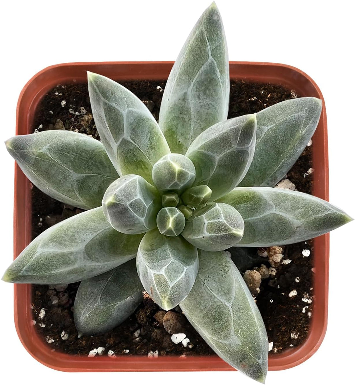 2" Rare Succulent pachyphytum compactum, Live Succulents Plants Fully Rooted in Grower Pots, Unique
