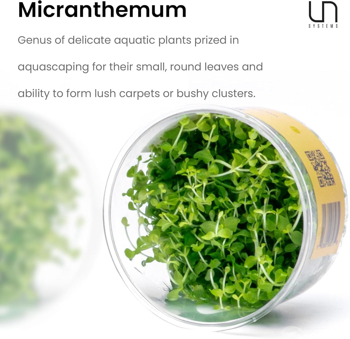 Ultum Nature Systems Micranthemum Monte Carlo Tissue Culture Live Plant for Aquarium, Aquascape