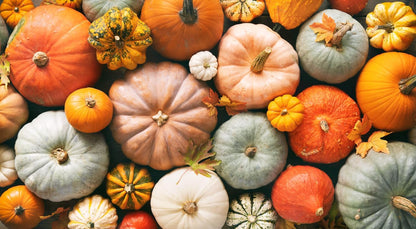 Big Max Pumpkin Seeds - 100 Pounds and Up! - 20 Seeds