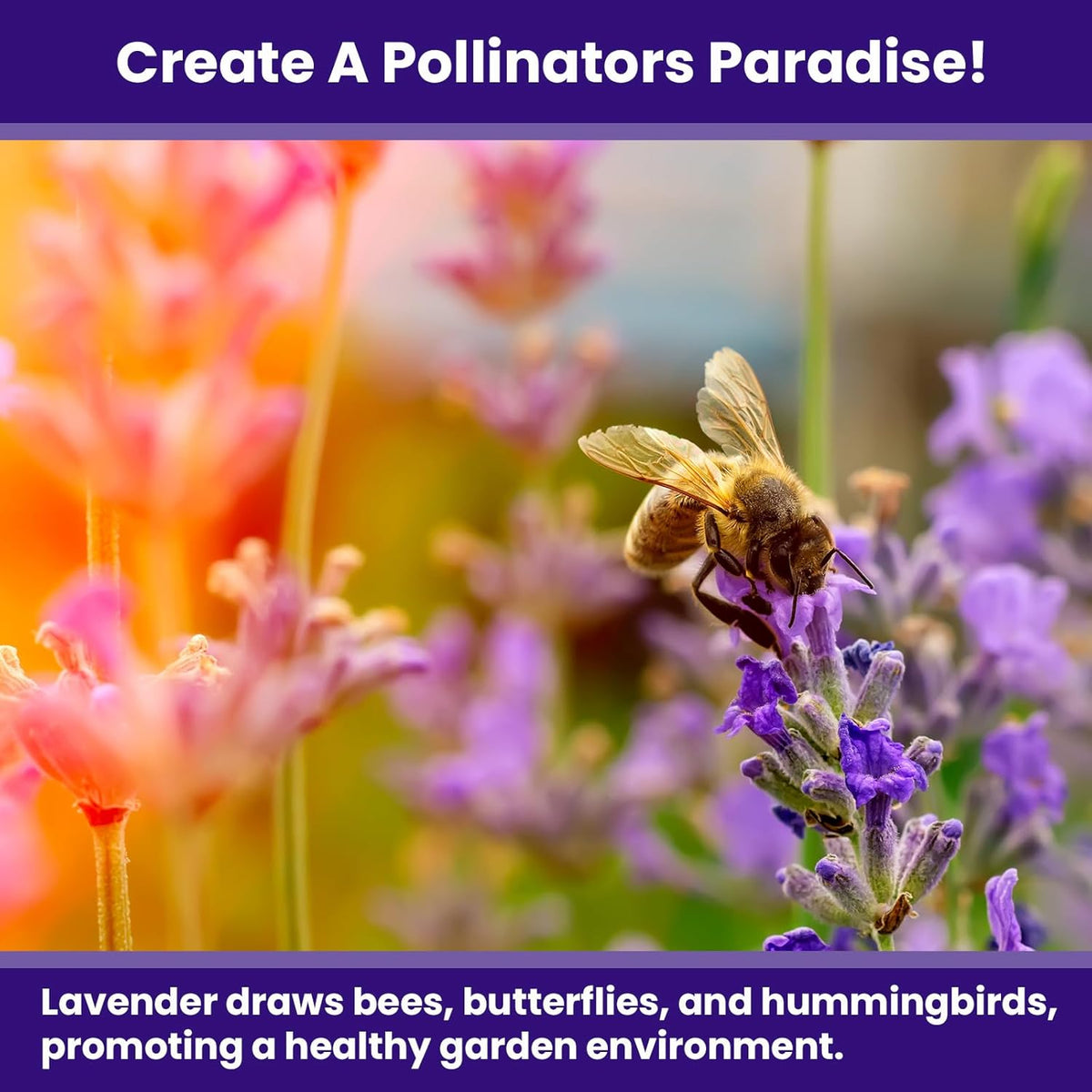 NatureZ Edge 7500 English Lavender Seeds for Planting Outdoors or Indoors, 90% Germination, to Give