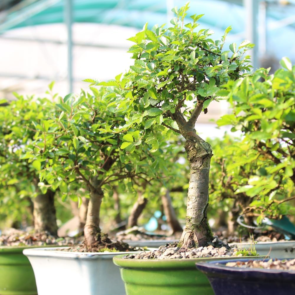 Brussel's Bonsai Live Chinese Elm Bonsai Tree, Outdoor - Small, 5 Years Old, 6 to 8 inches Tall