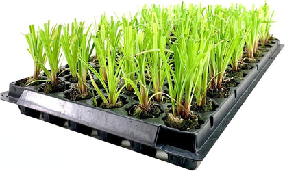 Dwarf Papyrus Plant | 10 Live Plants | Cyperus Shade & Wet Tolerant Aquatic Foliage
