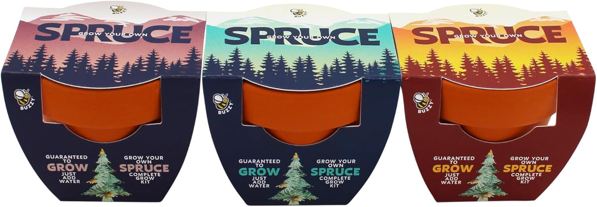 BUZZY Seeds Holiday Spruce Tree 12 Pack Mini Terracotta Grow Kits Includes All You Need to Sprout