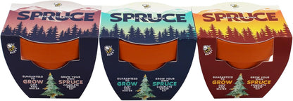 BUZZY Seeds Holiday Spruce Tree 12 Pack Mini Terracotta Grow Kits Includes All You Need to Sprout