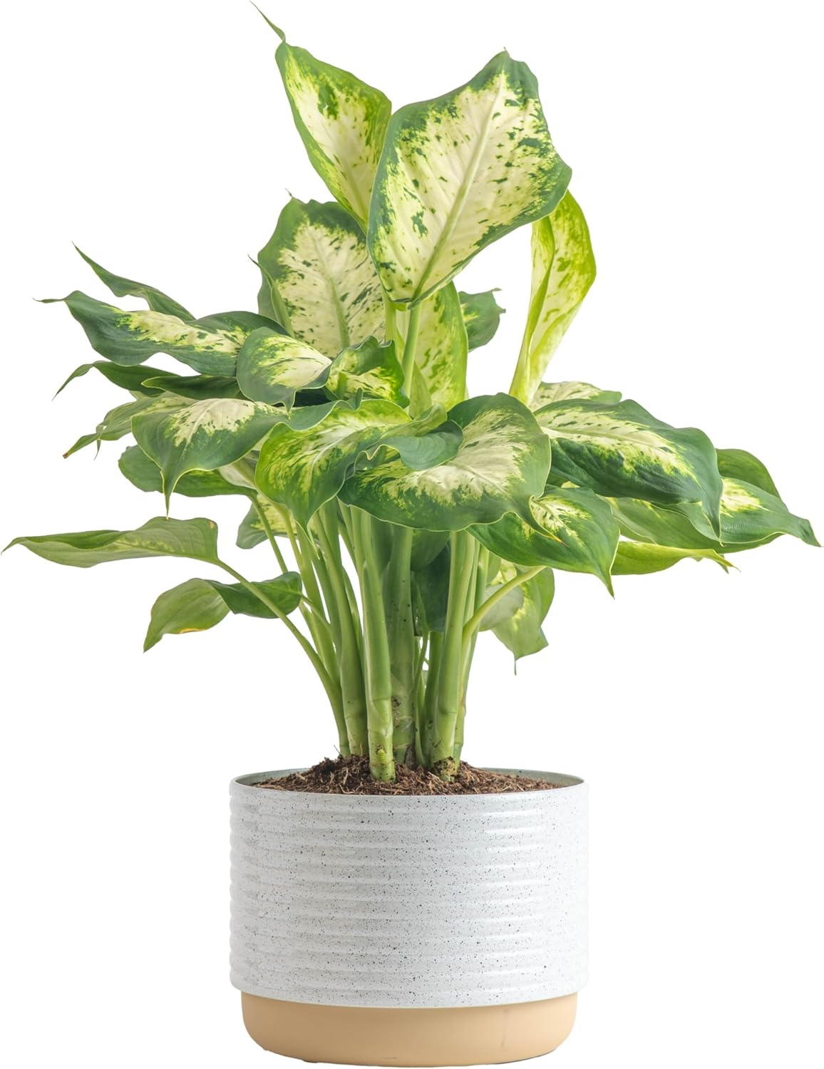 Costa Farms Dieffenbachia, Dumb Cane Live Plant in Decorative Pot, Easy to Maintain Indoor