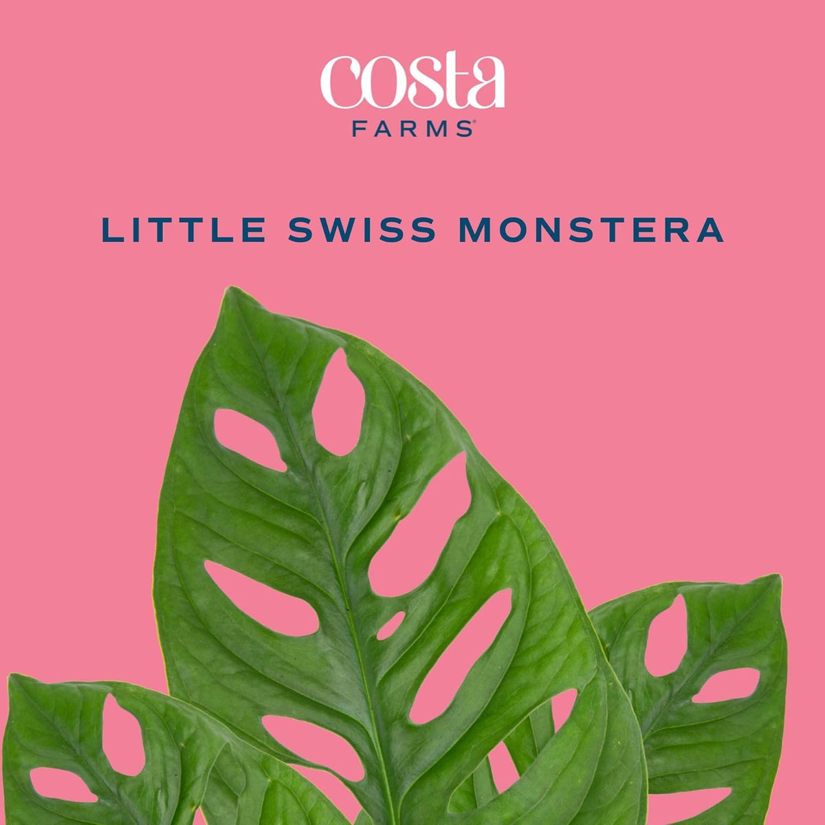 Costa Farms Little Monstera Plant, Easy to Grow Houseplant, Live Indoor Plant Potted in Cute Garden