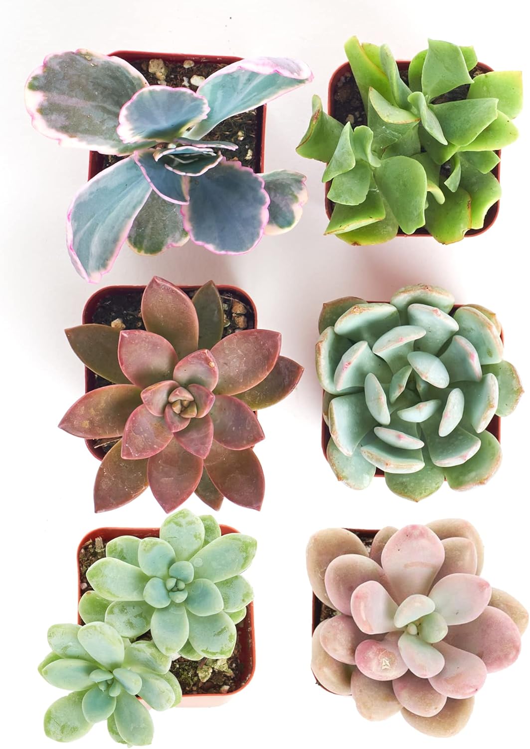 Shop Succulents Pastel Succulent Plant Pack Collection - Live Mini Succulent Plants, Low