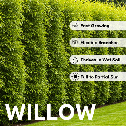 100 Hybrid Willow Trees - Fast Privacy Trees or Shade - Space 1-2 Feet Apart - Austree Willow Grow