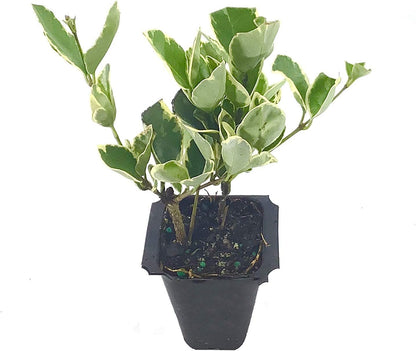 Ligustrum Japonicum Jack Frost Privet - 30 Live Plants - Variegated Evergreen Hedge