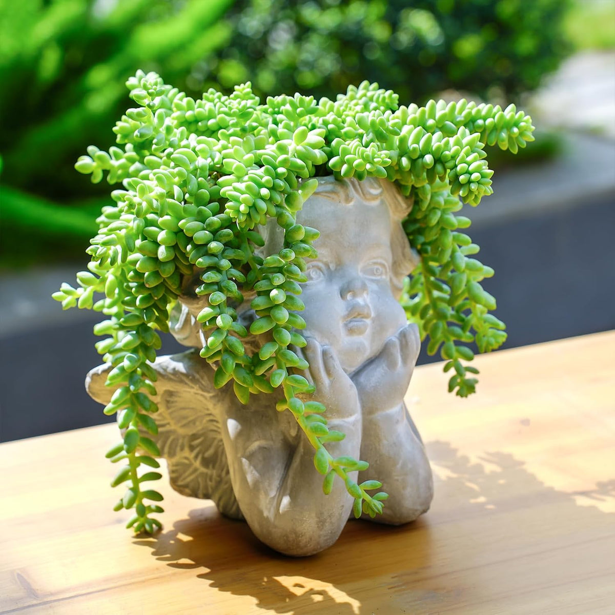 Sprout N Green Donkey's Tail, Live Sedum Morganianum-Burro's Tail, Succulent Plant Fully Rooted in