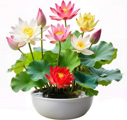 160Pcs Mixed Lotus Seeds for Planting in Water, Colorful Bowl Flower Seeds for Ponds, Bonsai
