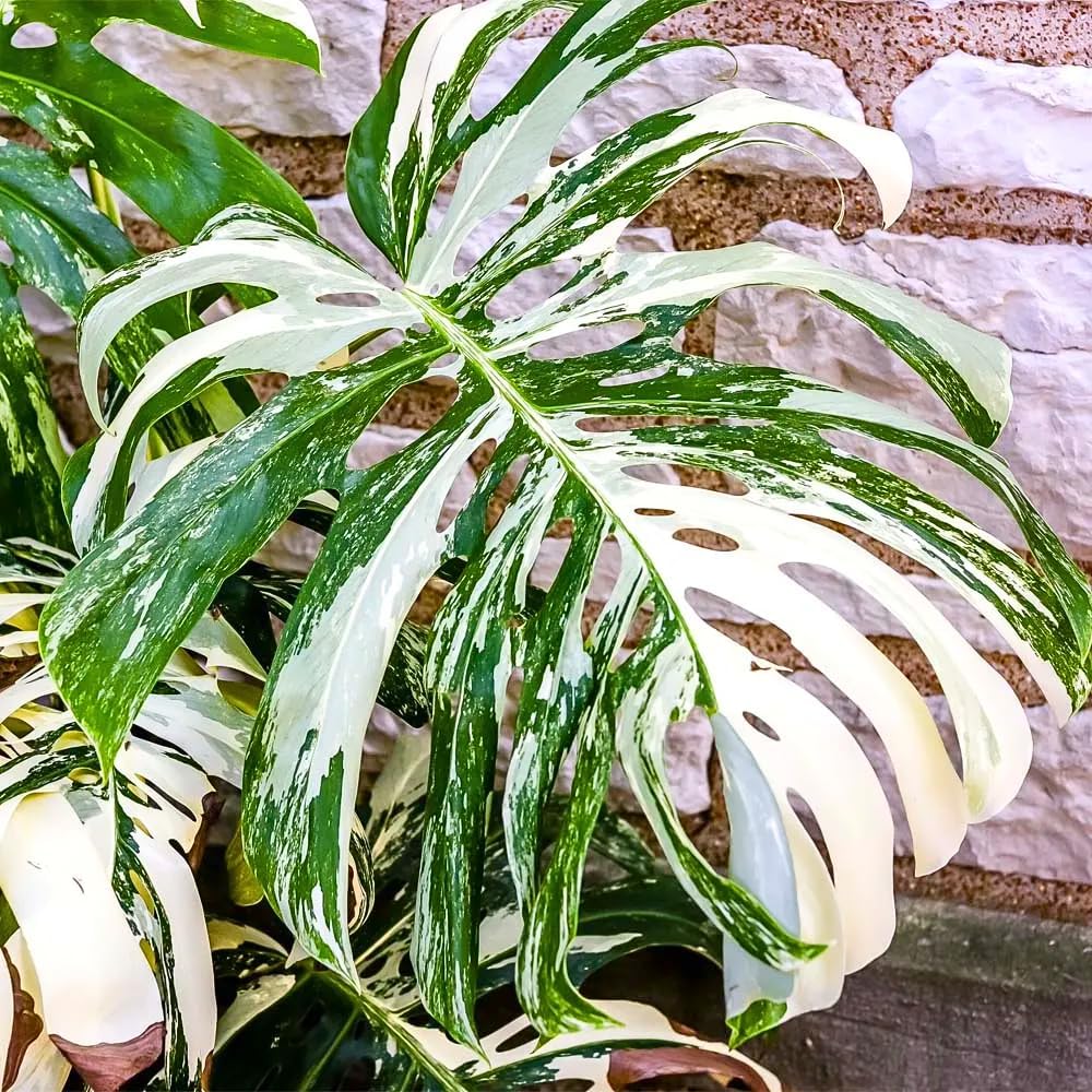 Mix Monstera Plant, Rare Tropical Monstera Well Rooted, Philodendron Indoor Houseplant 4-8 Inches
