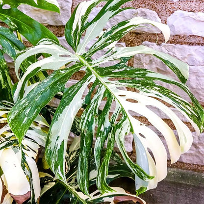Mix Monstera Plant, Rare Tropical Monstera Well Rooted, Philodendron Indoor Houseplant 4-8 Inches