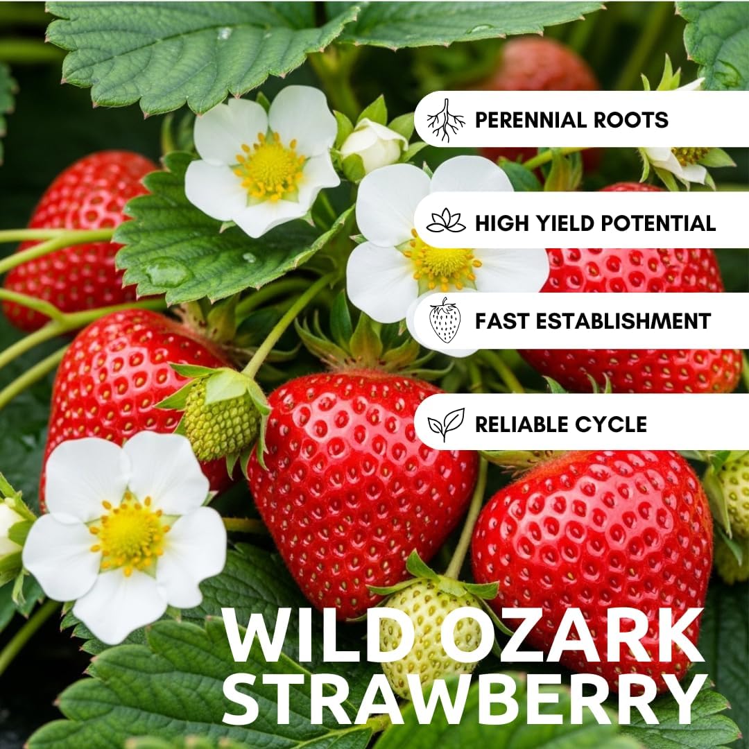 Ozark Beauty Strawberry Plants (5 Live Plants) – Everbearing Variety for Home Gardens – Grow Your