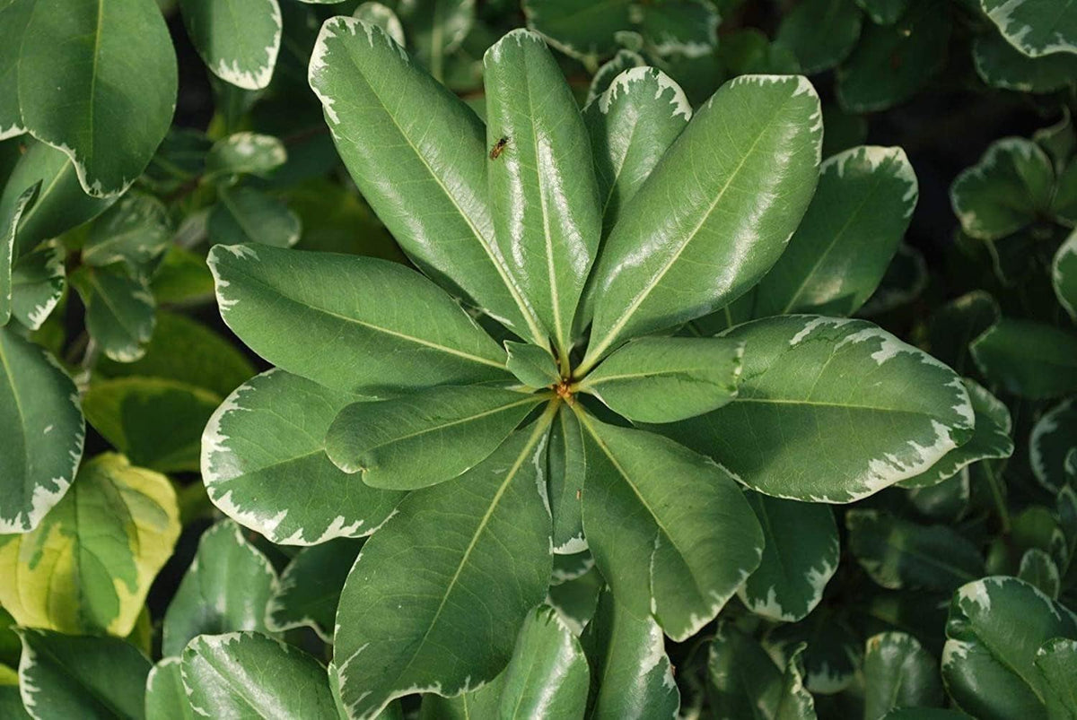 Variegated Pittosporum | 40 Live Plants | Pittosporum Tobria Variegatum | Evergreen Border Accent