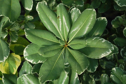 Variegated Pittosporum | 40 Live Plants | Pittosporum Tobria Variegatum | Evergreen Border Accent