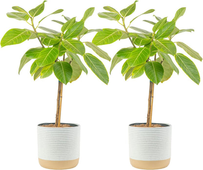 Costa Farms Ficus Audrey Tree Live Plants in Decorative Pot, Large Indoor Houseplant, Perfect for