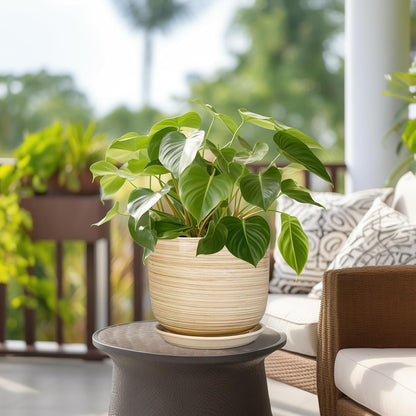 Indoor Plant Pot 8 Inch - Cylinder Modern Ceramic Planter for Indoor Outdoor Plants with Drainage