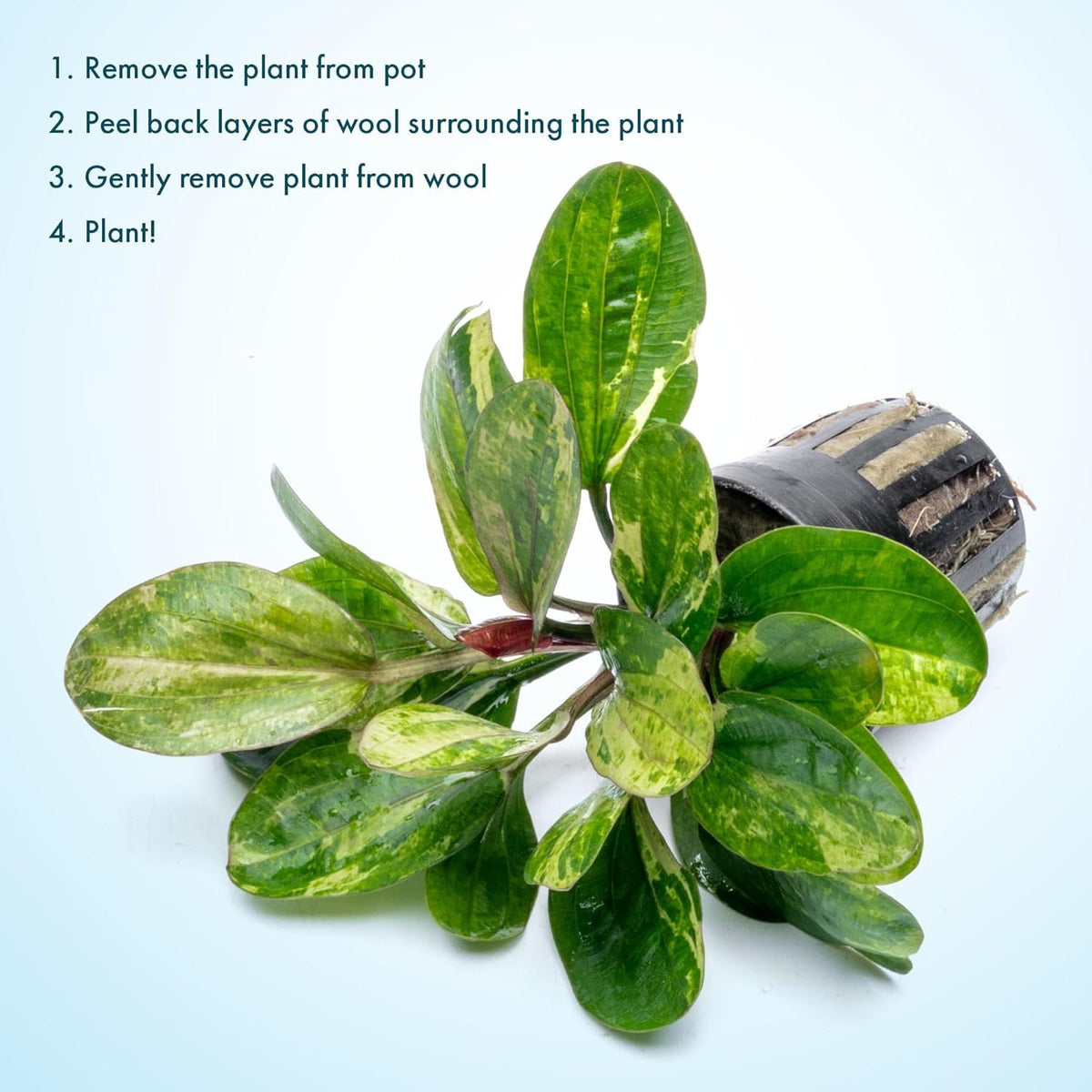 SubstrateSource Live Plants - Echinodorus ‘Hadi Red Pearl Variegated’ (Echinodorus sp.) - Low to