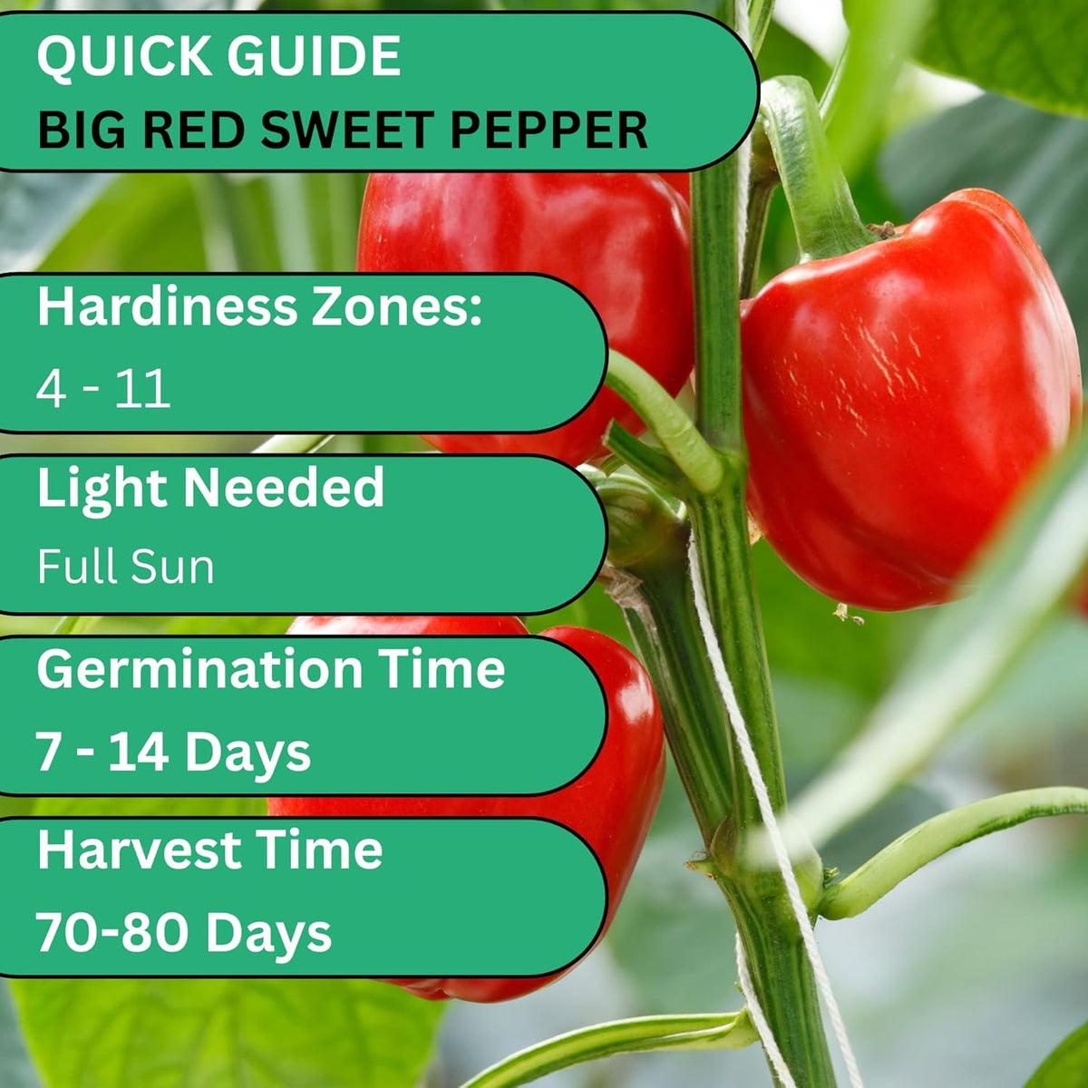 Woods Creek Seeds: Big Red Sweet Pepper Seeds for Planting - Non-GMO and Heirloom Bell Pepper Seeds