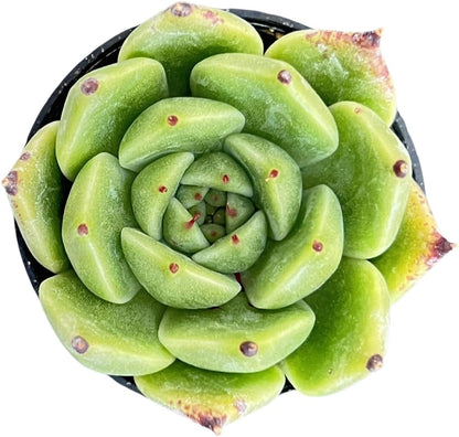 Sprout N Green Echeveria Agavoides Halloween, Rare Live Succulent Plant Fully Rooted in 2" Planter