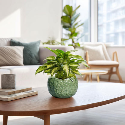 6 Inch Plant Pot - Orchid Pot with Drainage Hole, Ceramic Planter for Indoor Outdoor, Decorative