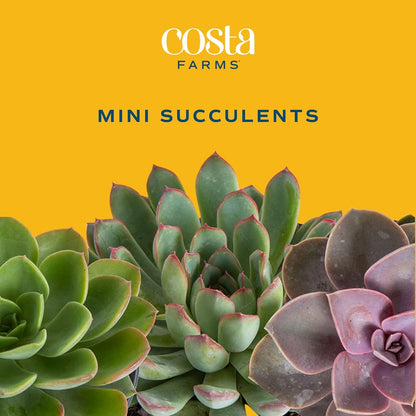 Costa Farms Succulent Plant, Live Indoor Mini Succulent Plant in Cute Succulents Plant Pot, Potting