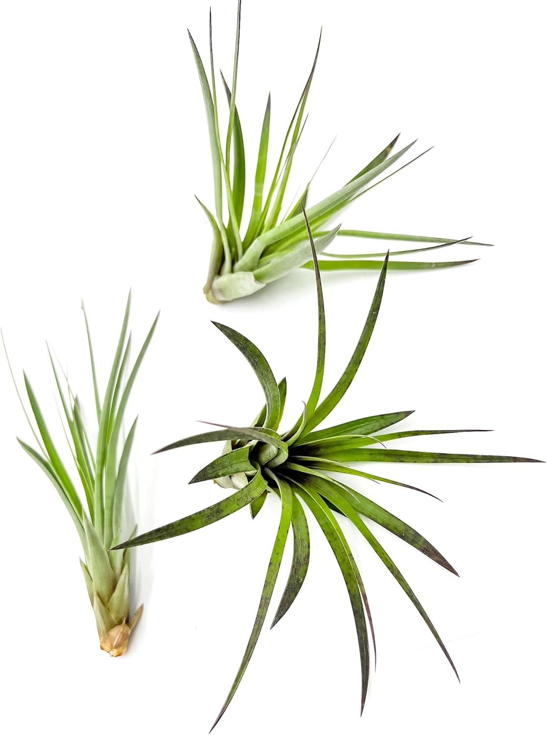 ragnaroc Air Plants - Tillandsia Fasciculata Tricolor, Large 4-6" - 3ct - Live Arrival Guaranteed