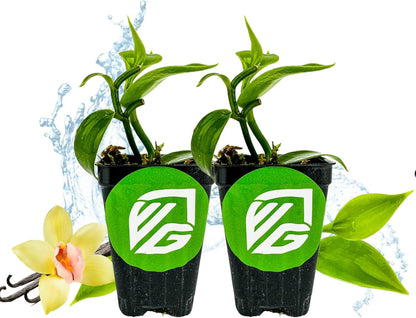 Vanilla Bean Orchid Live Plant (2-Pack) - Vanilla planifolia by Wellspring Gardens - Fragrant
