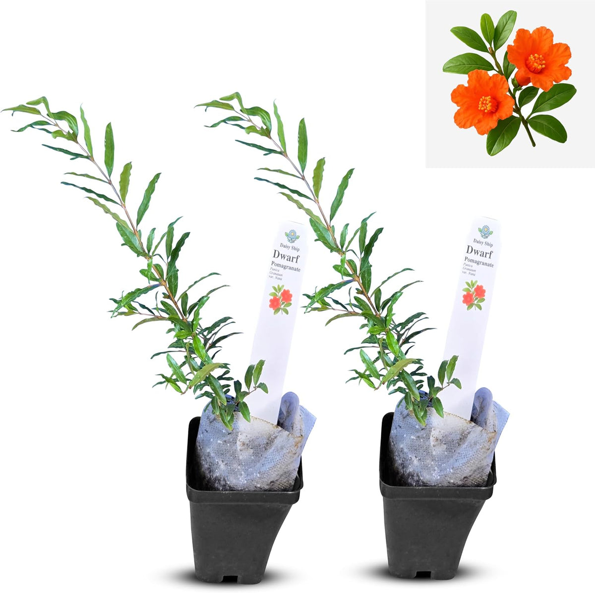 Live Dwarf Pomegranate Plant (Punica Granatum) - Compact, Ornamental Fruit Bearing Shrub