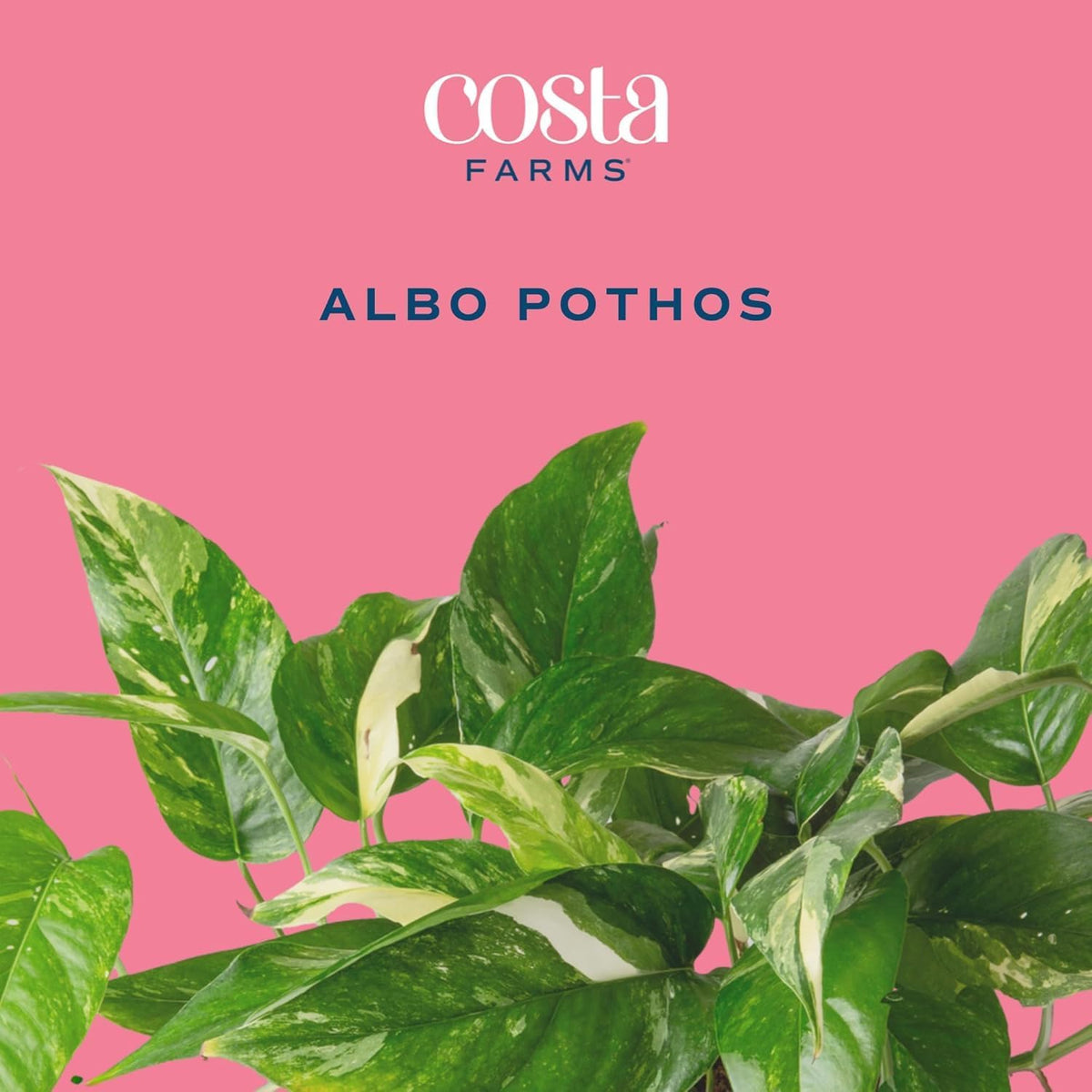 Costa Farms Albo Pothos Live Plant | Easy to Grow Trailing or Climbing Vine Houseplant | 1 Foot