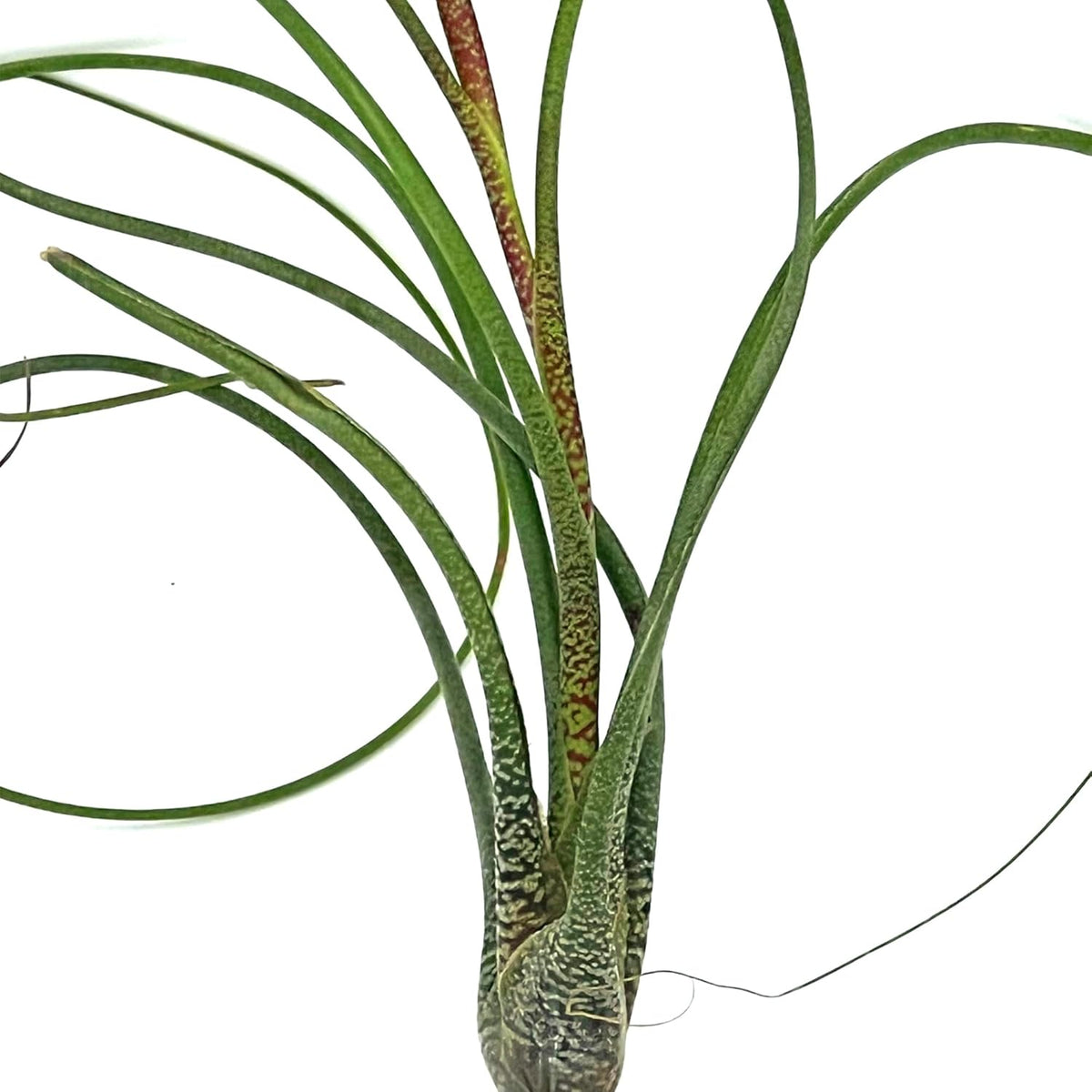 ragnaroc Live Air Plants - Tillandsia Butzii, Jumbo 7-9" - 2ct - Live Arrival Guaranteed - House