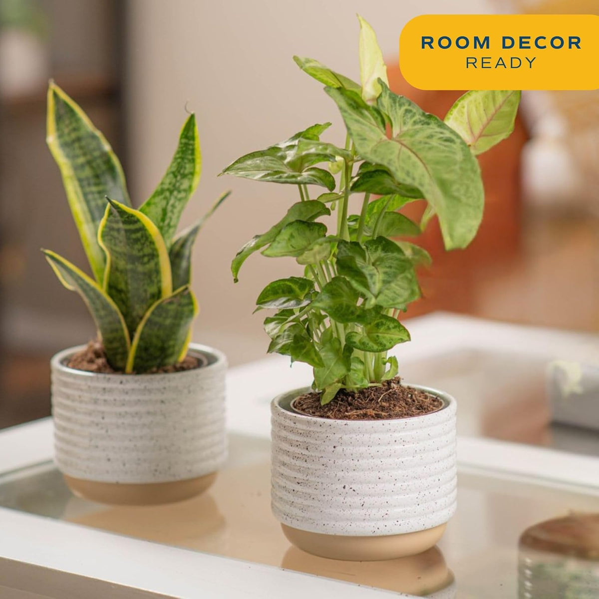 Costa Farms Live Indoor Plant Bundle in Decorative Pots, Easy to Maintain, Air Purifying Indoor