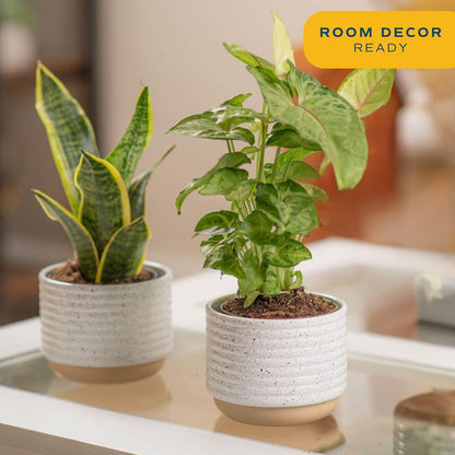 Costa Farms Live Indoor Plant Bundle in Decorative Pots, Easy to Maintain, Air Purifying Indoor