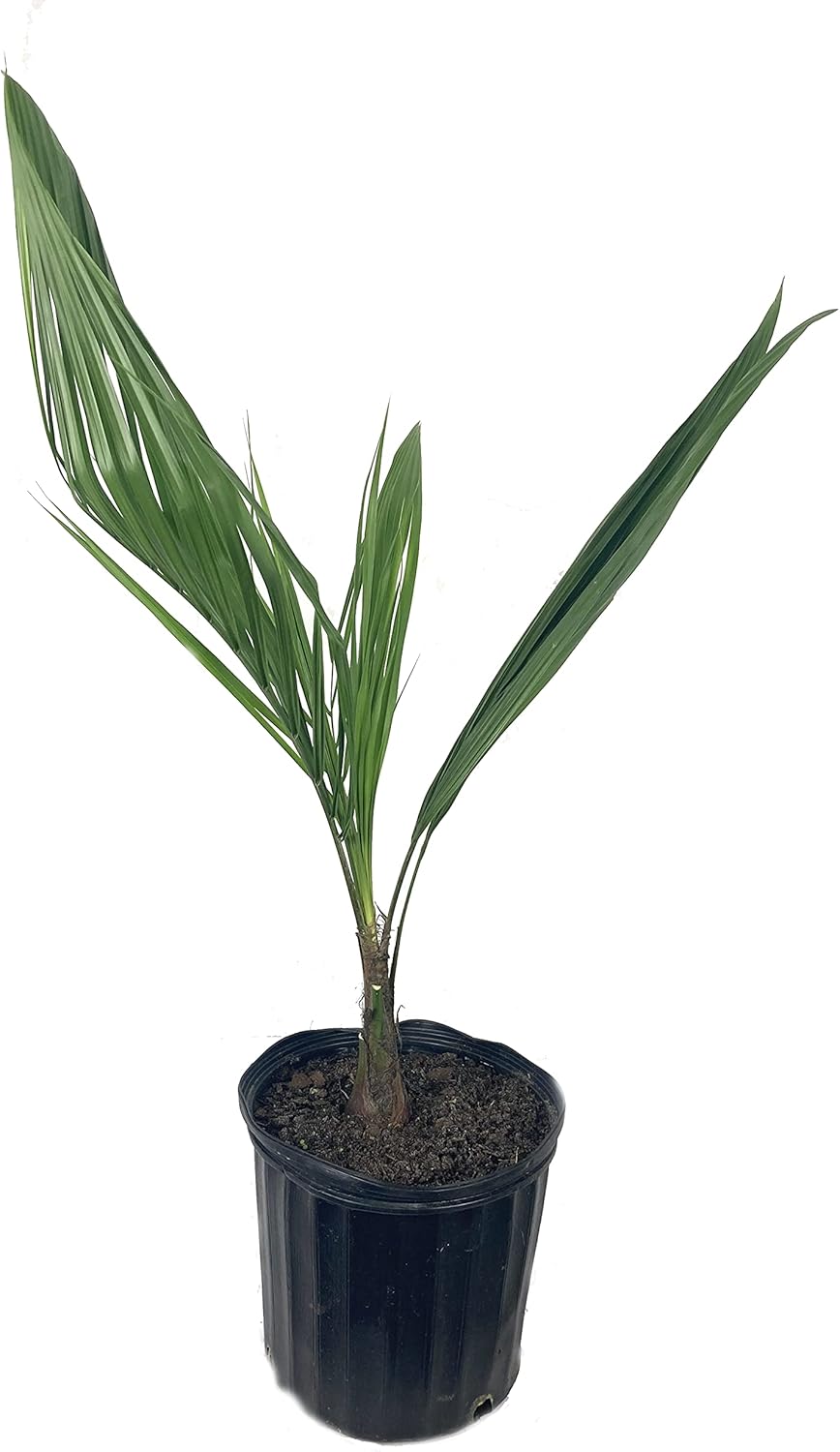 Mule Palm - Live Plant in a 3 Gallon Growers Pot - Xbutiagrus Nabonnandii - Rare Ornamental Palms