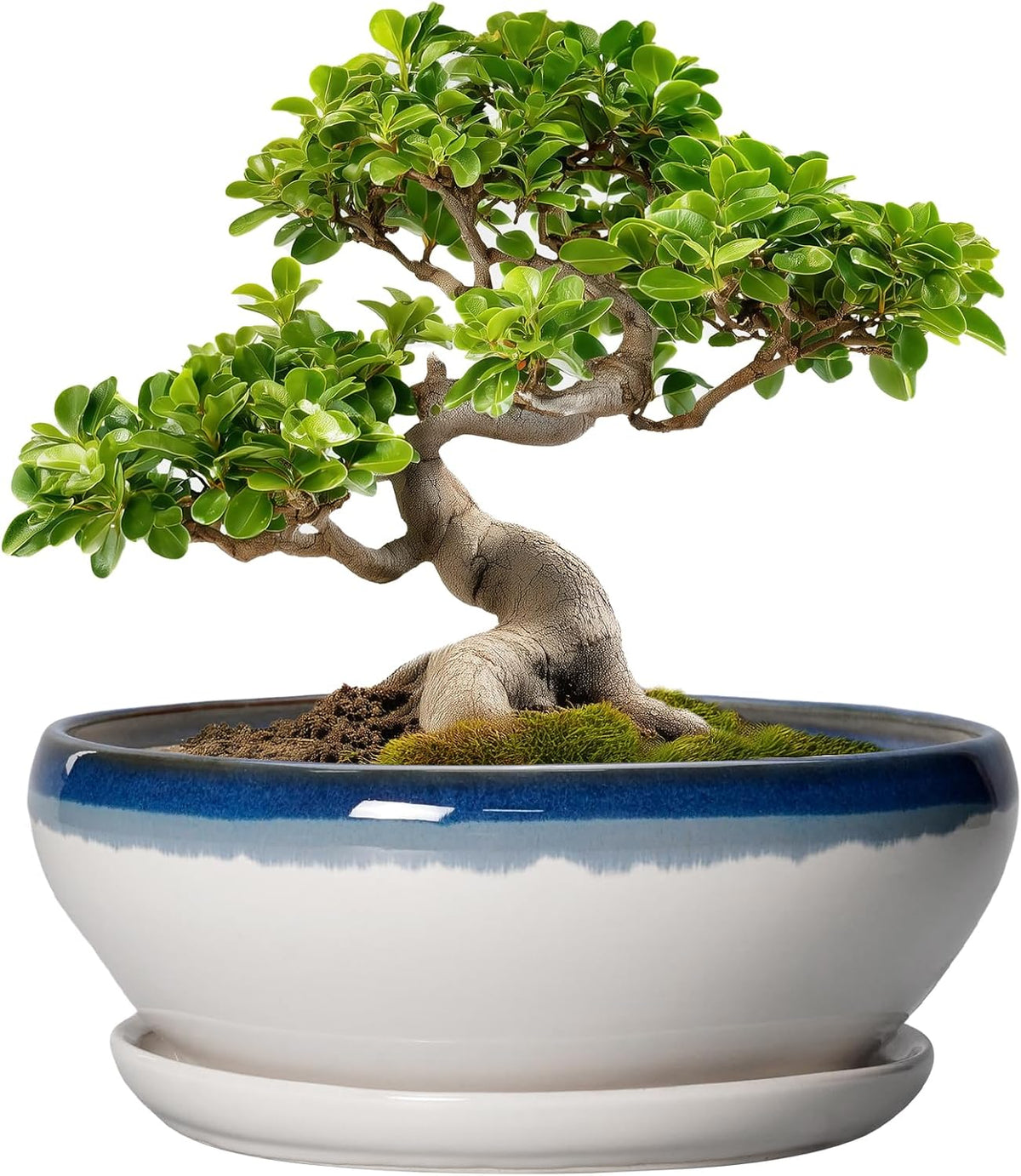 SQOWL Bonsai Pots - 10 Inch Ceramic Pots for Succulents Indoor Outdoor, Shallow Planter with