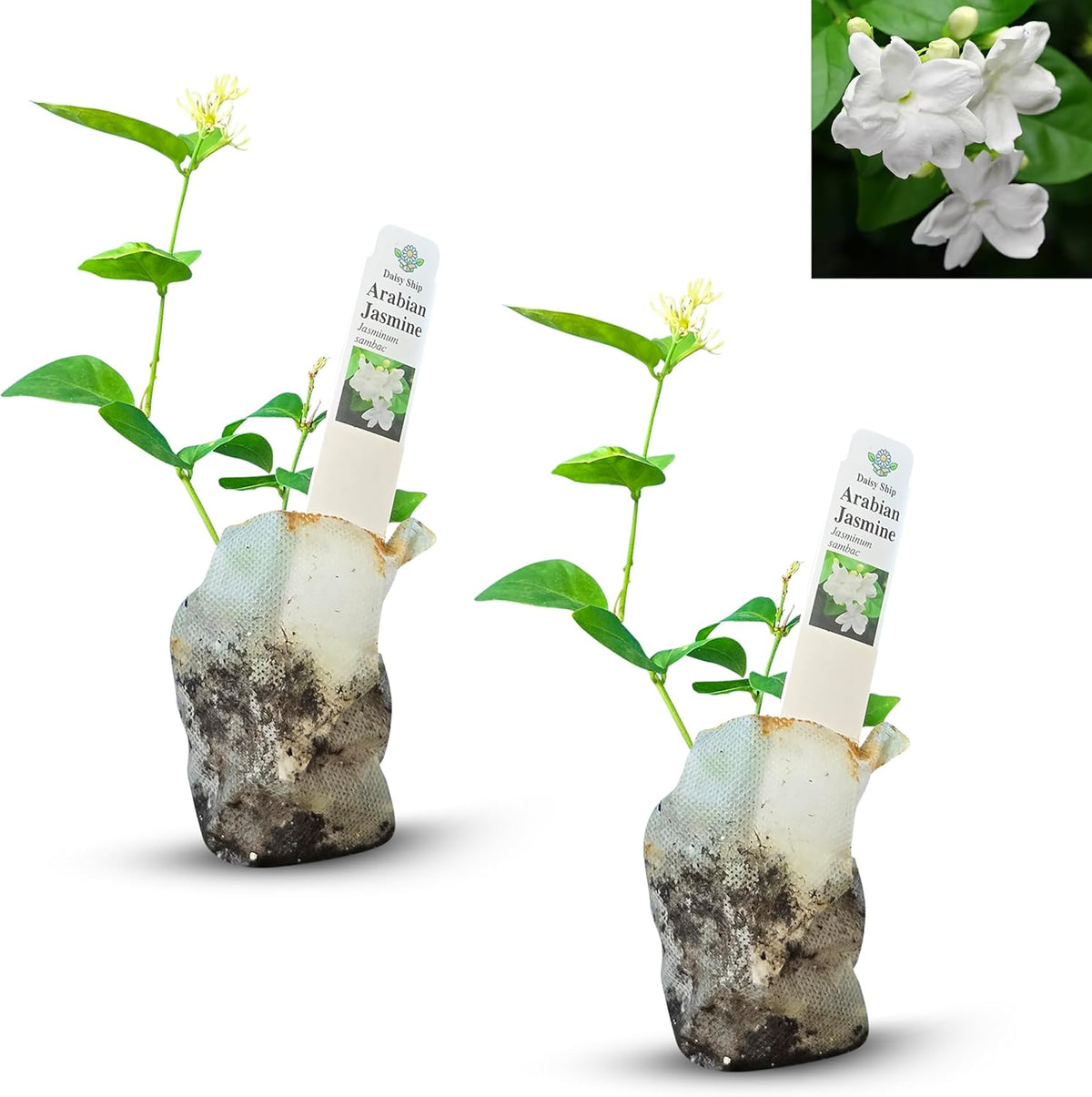 Arabian Jasmine (Jasminum Sambac) - Live, Fragrant, Blooming, Indoor/Outdoor Decorative Plant (2