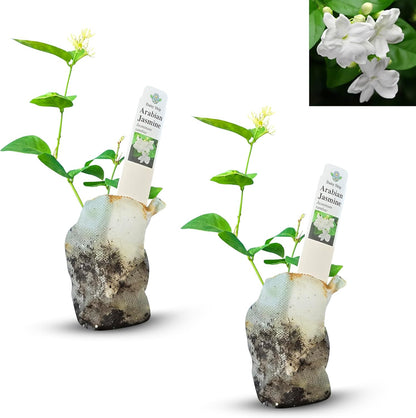 Arabian Jasmine (Jasminum Sambac) - Live, Fragrant, Blooming, Indoor/Outdoor Decorative Plant (2