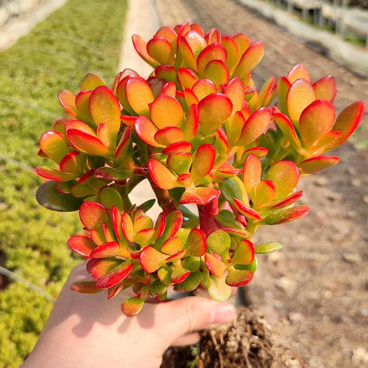 Sprout N Green Dwarf Jade - Crassula Ovata Crosby's Compact, Rare Cute Succulent Plant Fully Rooted