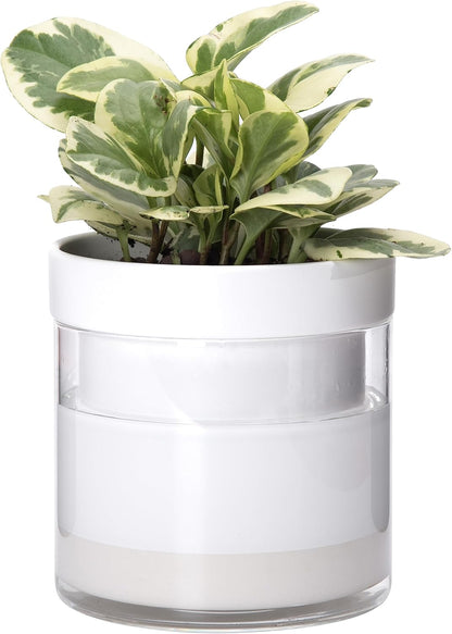 Phoenix Vine 6 Inch Self Watering Planter, White Terracotta Clay Pot with Glass Reservoir for