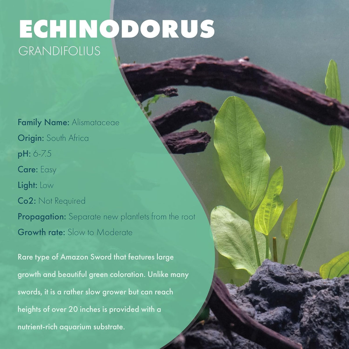 SubstrateSource Echinodorus Grandifolius Sword Live Plant for Freshwater Aquariums, Natural Fish