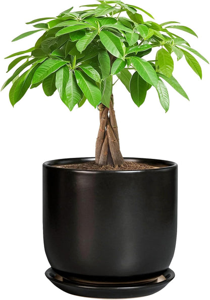Ceramic Planter 7 Inch - Cylinder Round Modern Indoor Plant Pot for Plants with Drainage Hole and