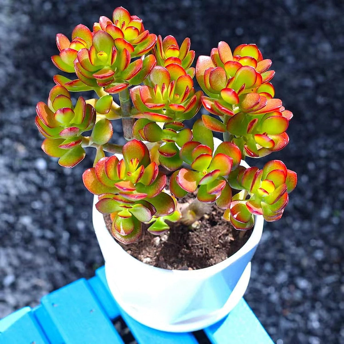 Sprout N Green Dwarf Jade - Crassula Ovata Crosby's Compact, Rare Cute Succulent Plant Fully Rooted
