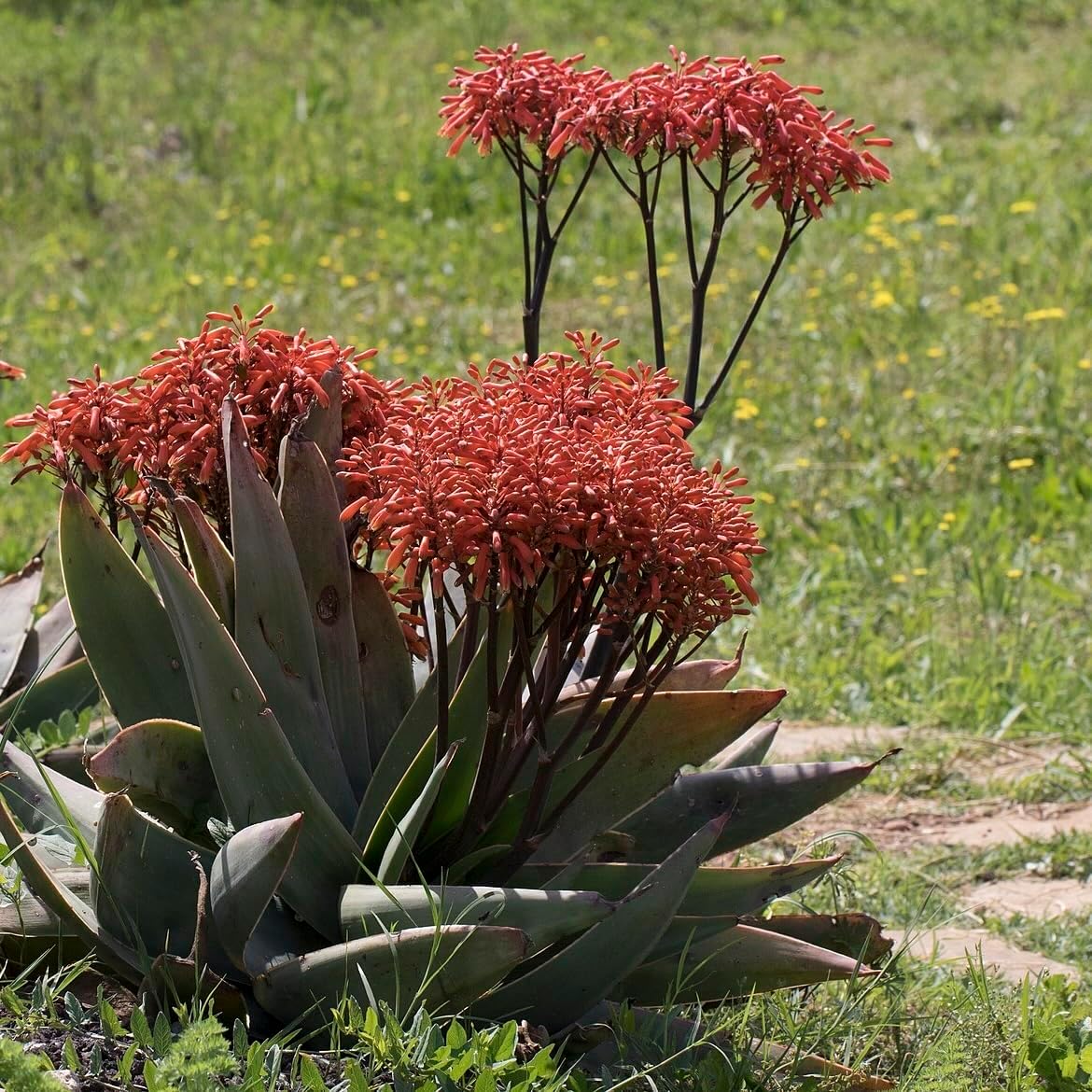 Coral Aloe Plants (Aloe striata) - Live Succulent with Striking Pink Edges and Smooth, Flat Leaves