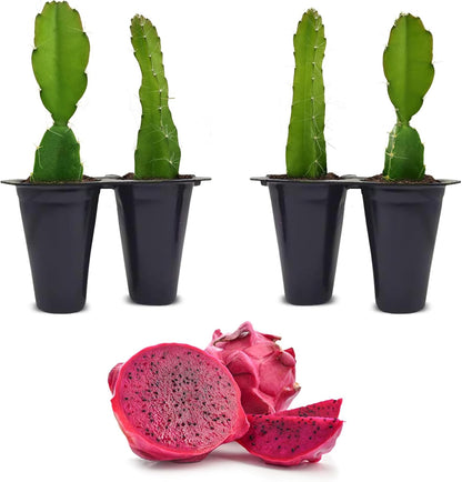 Dragon Fruit Edgar's Baby (4 Pack) | Real Live Fruit Plants for Sale | Rare Exotic Variety | Sweet