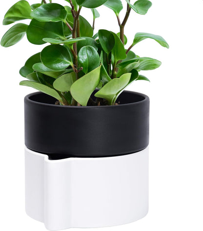 Phoenix Vine 6.5 Inch Self-Watering Planter Pot with Terracotta Insert, Deep Water Reservoir, and