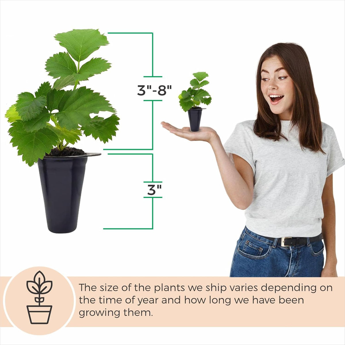 Thorny Boysenberry Plants (4 Pack) – Live Starter Plants for Planting, Vigorous Trailing Canes