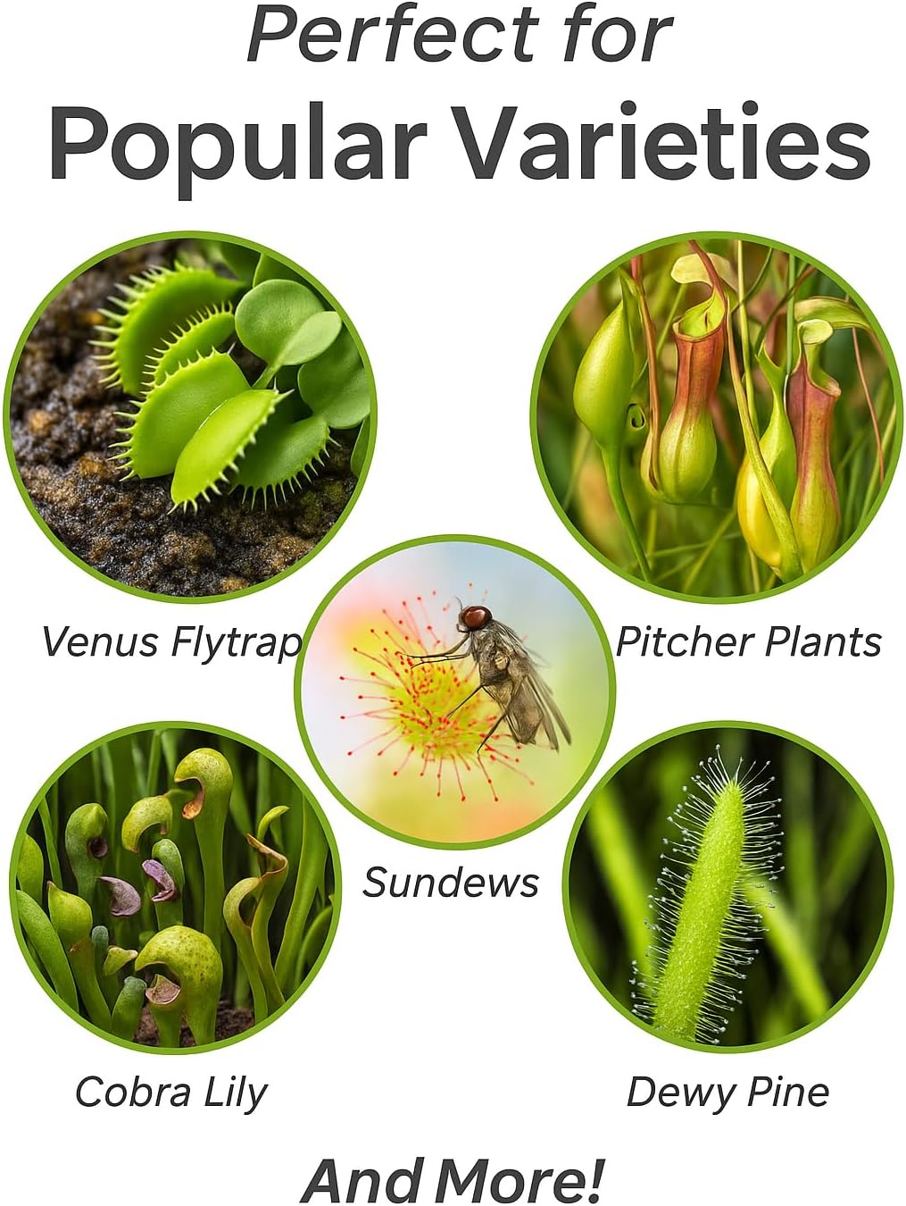 Gardenera Professional Carnivorous Plant Soil - Ready to Use for Venus Flytraps, Sundews, Pitcher