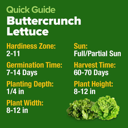 HOME GROWN Buttercrunch Lettuce Seed Pack - 3950 𝗡𝗢𝗡-𝗚𝗠𝗢 𝗨𝗦𝗔 Vegetable Seeds - Ideal Seeds